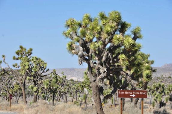 A bela árvore que dá nome ao parque, no Joshua Tree National Park, região de Pioneertown, na Califórnia - Estados Unidos